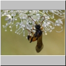 Cosmoconus nigriventris - Schlupfwespe w01b 10mm - OS-Hellern Wiese det06.jpg